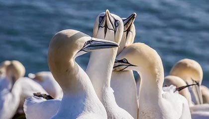 爱游戏娱乐平台-职业联赛媒体传播方式未贴近年轻群体