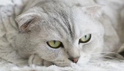 爱游戏官方论坛-羽毛球世青赛中国队力保团体冠军，羽毛球世青赛冠军名单