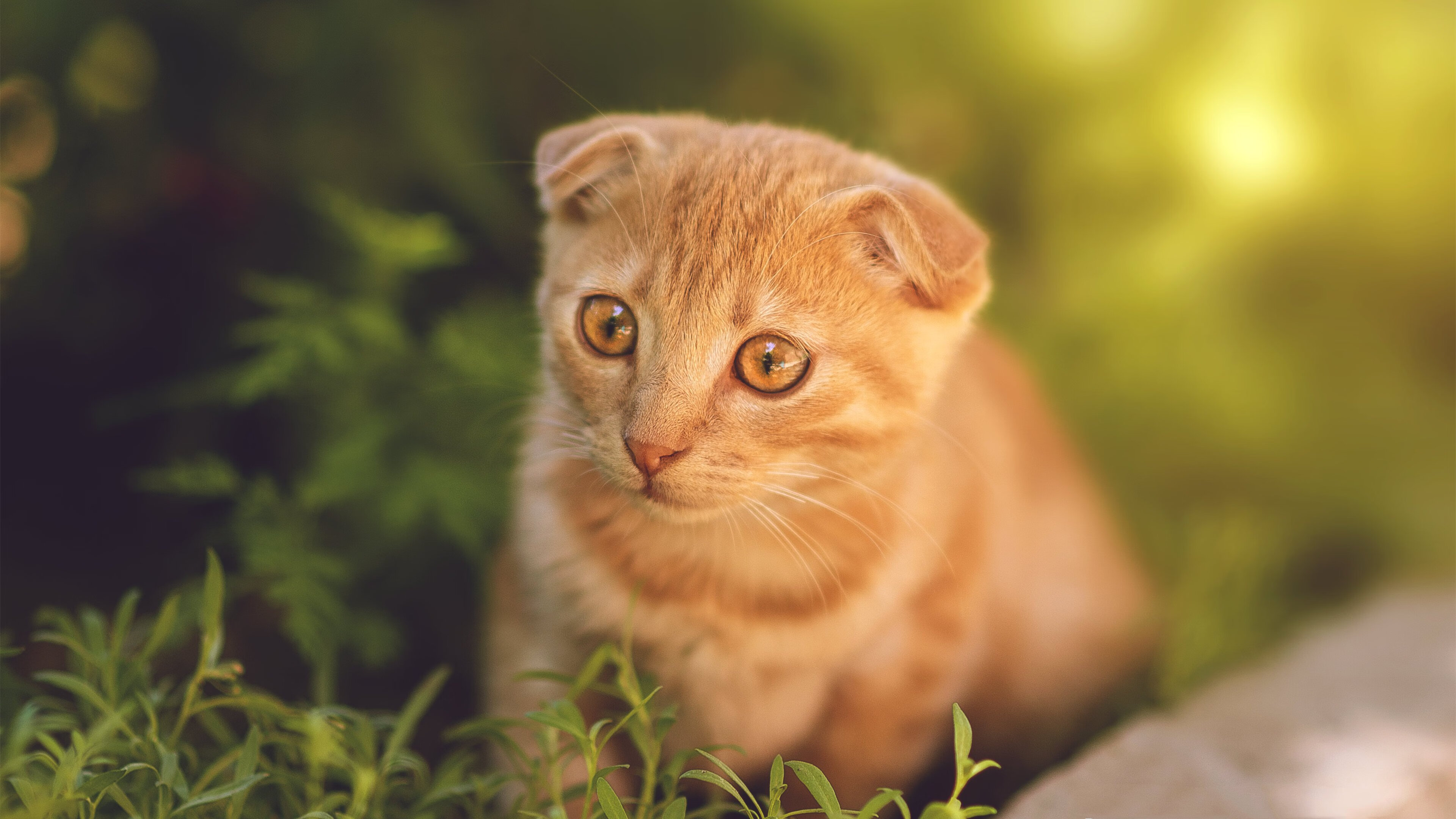 kaiyun体育综合-“AI智能分析系统助力教练制定战术，提高比赛胜率”，智能ai测评