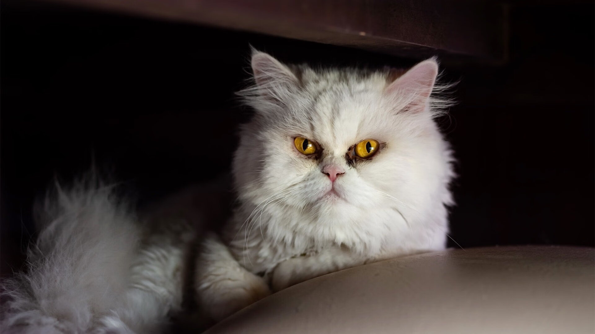 “季中大考,冠军潜力股:哪个队能脱颖而出?”,季中冠军赛是什么意思