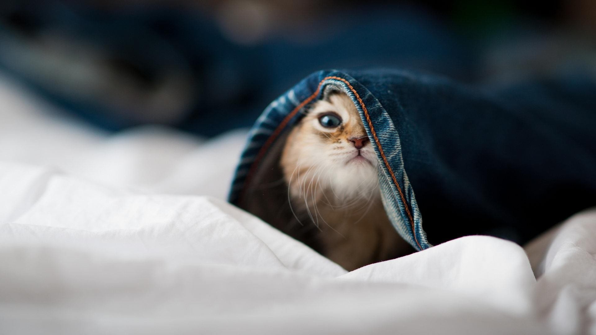 爱游戏体育-“历史决战：最经典的五大冠冕之战”，5种冠冕