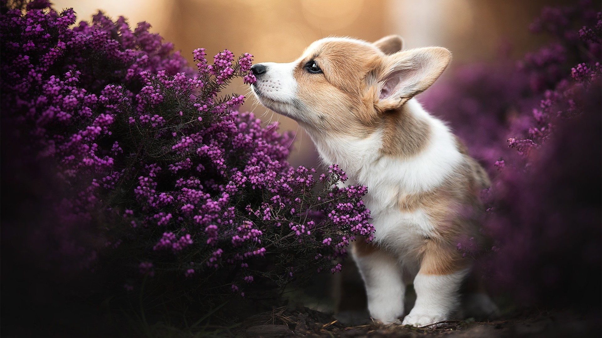 “德甲积分榜快速变动,冠军悬念逐渐揭晓”,德甲 积分