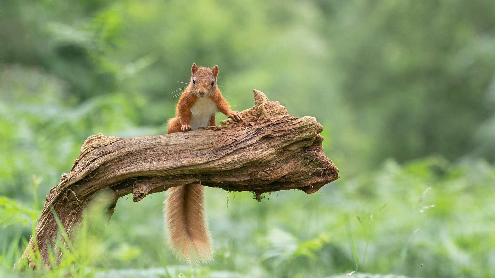 《Faker：十年电竞，传奇仍在续写》，faker电竞历史