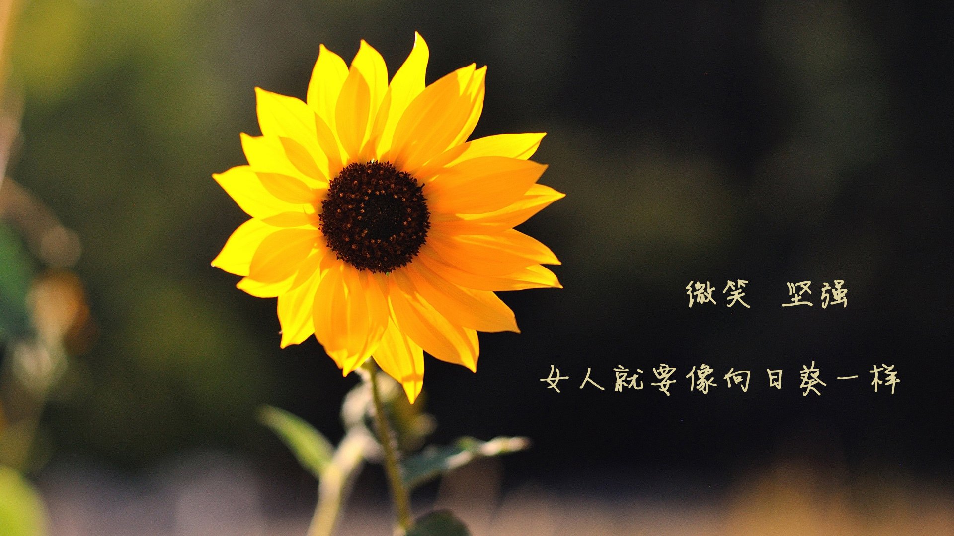 【赛事特写】丁俊晖：逆境中保持冷静的心态秘诀，丁俊晖最精彩的逆转