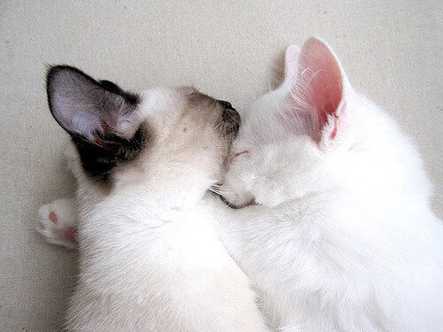 爱游戏登录入口-他用“坚韧不拔”的精神扼守篮下，无数次挡住对手的“暴扣”！