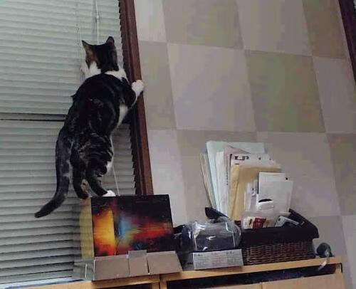 爱游戏官网-克罗地亚马术协会推出马术运动员健康管理系统，关注运动员身心健康。