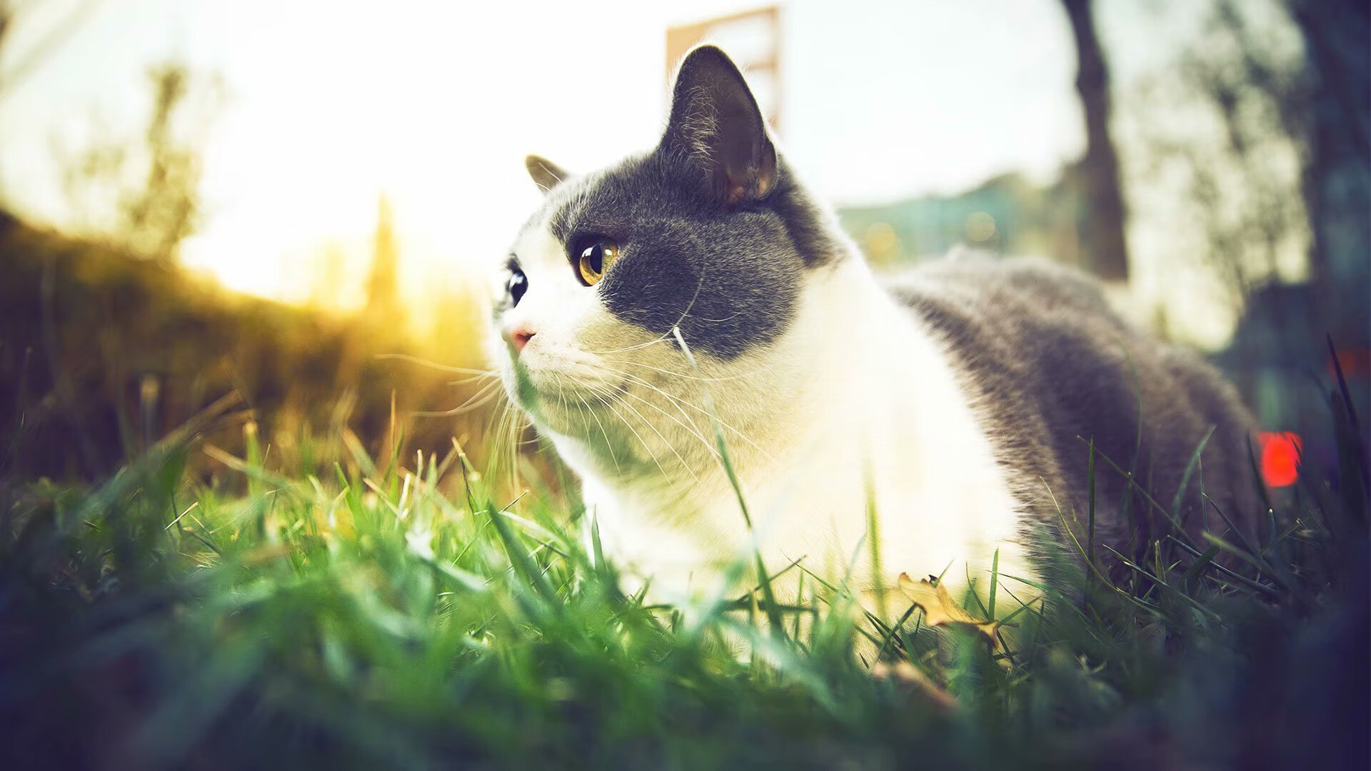 爱游戏-法甲球队年底总结：成绩不断追赶欧洲金字塔，法甲球队价值排名