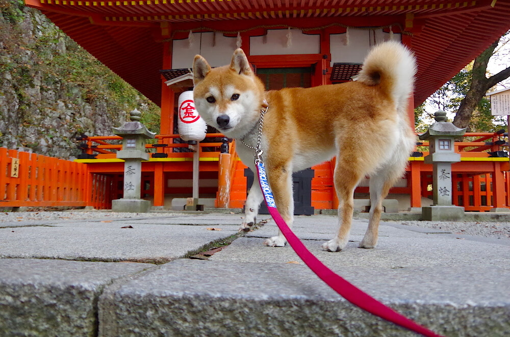 爱游戏官方网站-科技革新：虚拟训练、智能传感设备让球员飞跃提升，虚拟训练技术