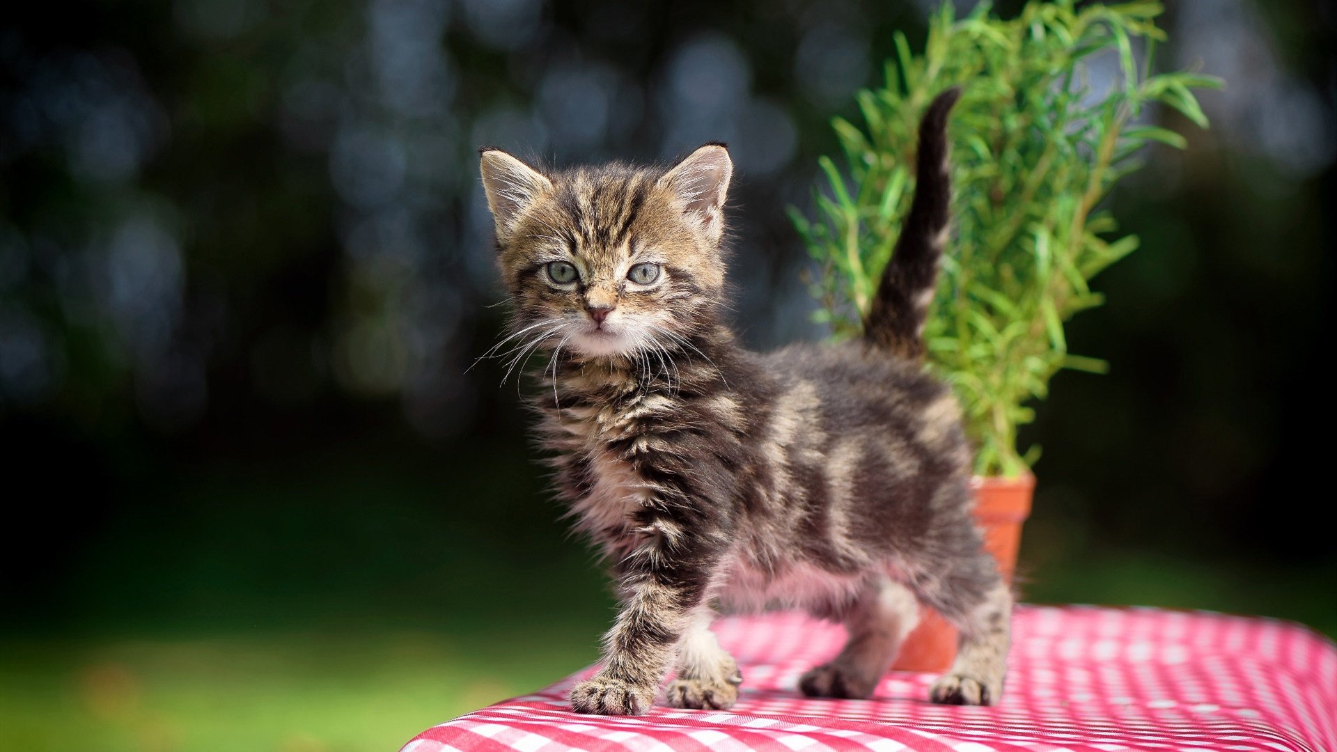 绝地求生 赛区风云变幻激战正酣，绝地求生赛事秀