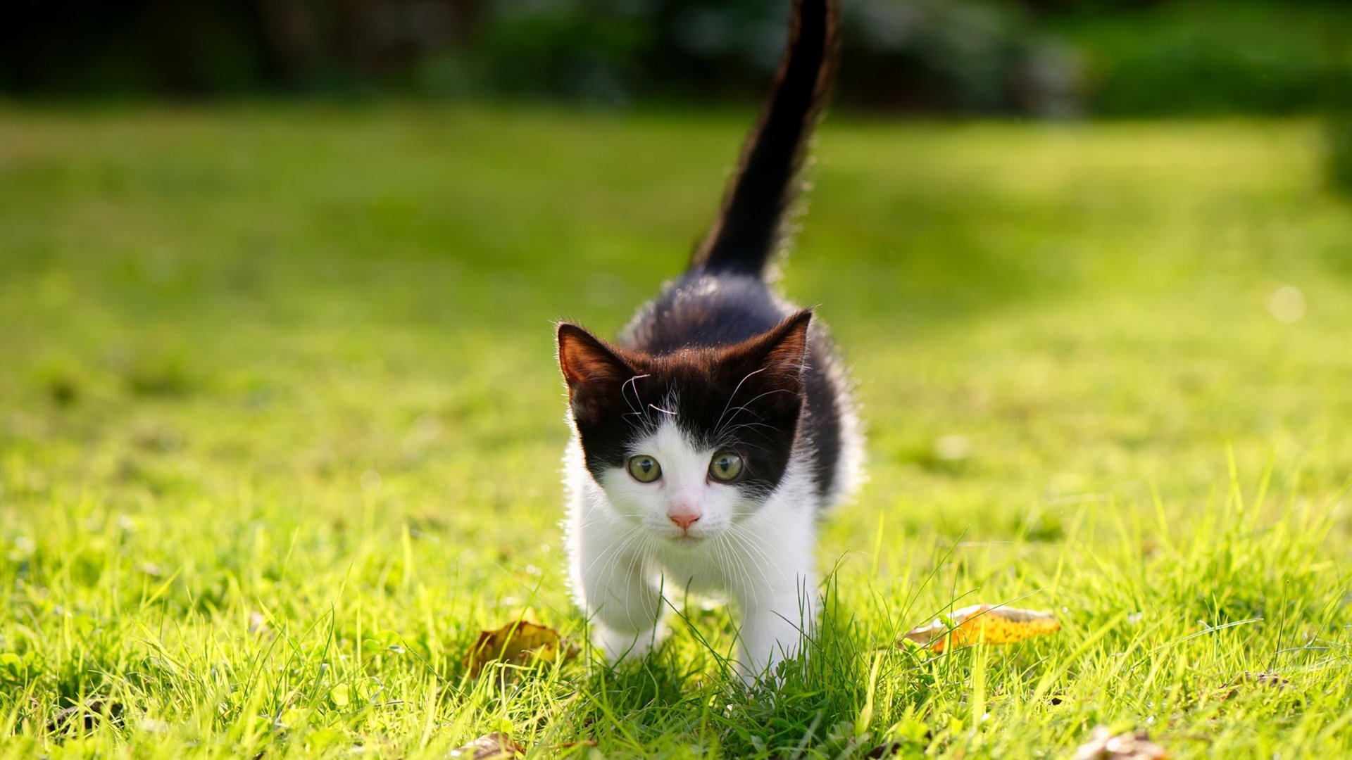 高性能电子系统：赛车智能化新纪元，高智能赛车游戏