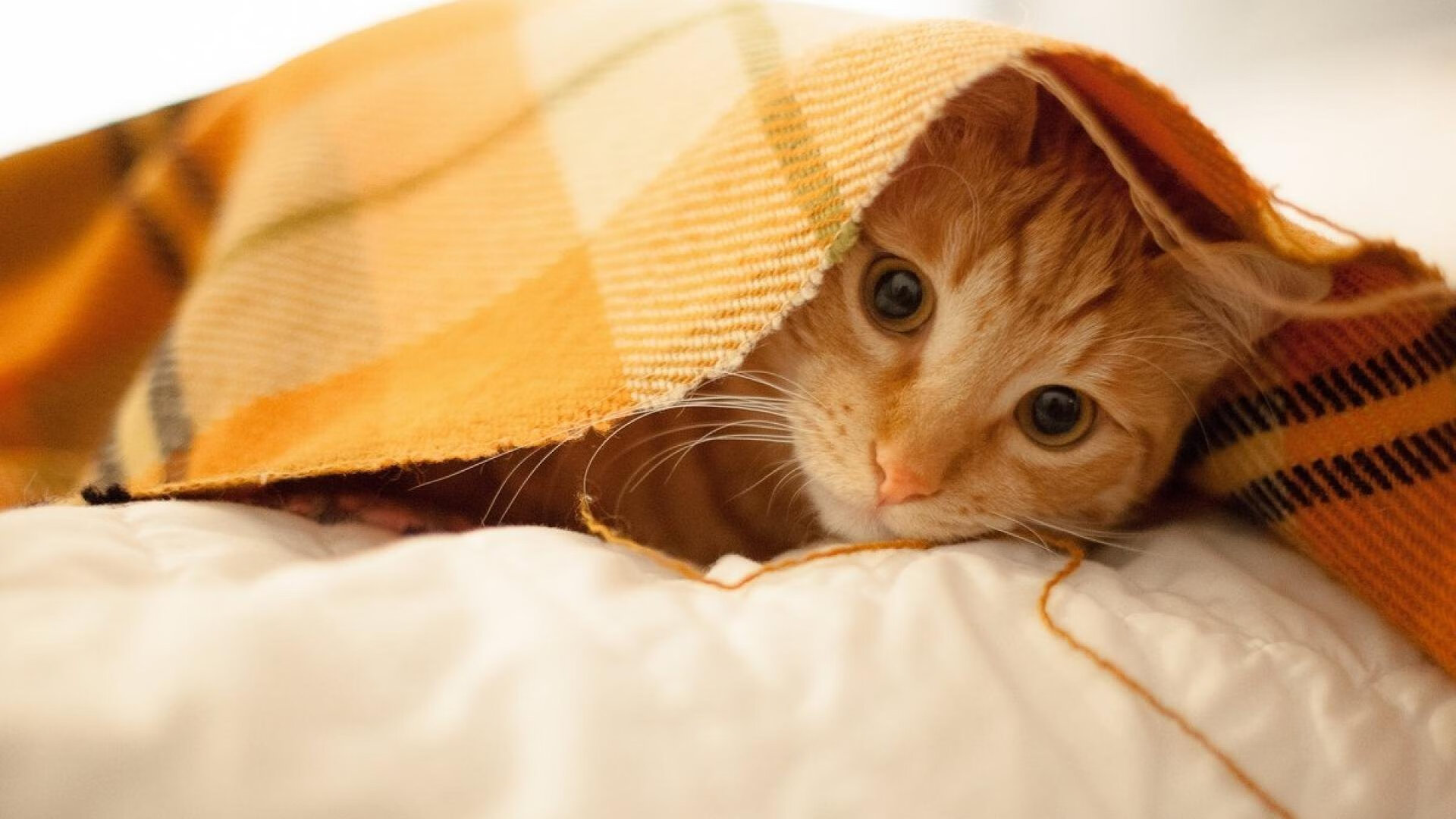 爱游戏官方网站-LCK赛事视频回放平台升级，lck视频回放2021