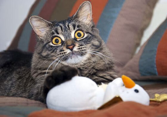 爱游戏官方网站-乌克兰队客场战胜立陶宛，积分榜次席，乌克兰主队