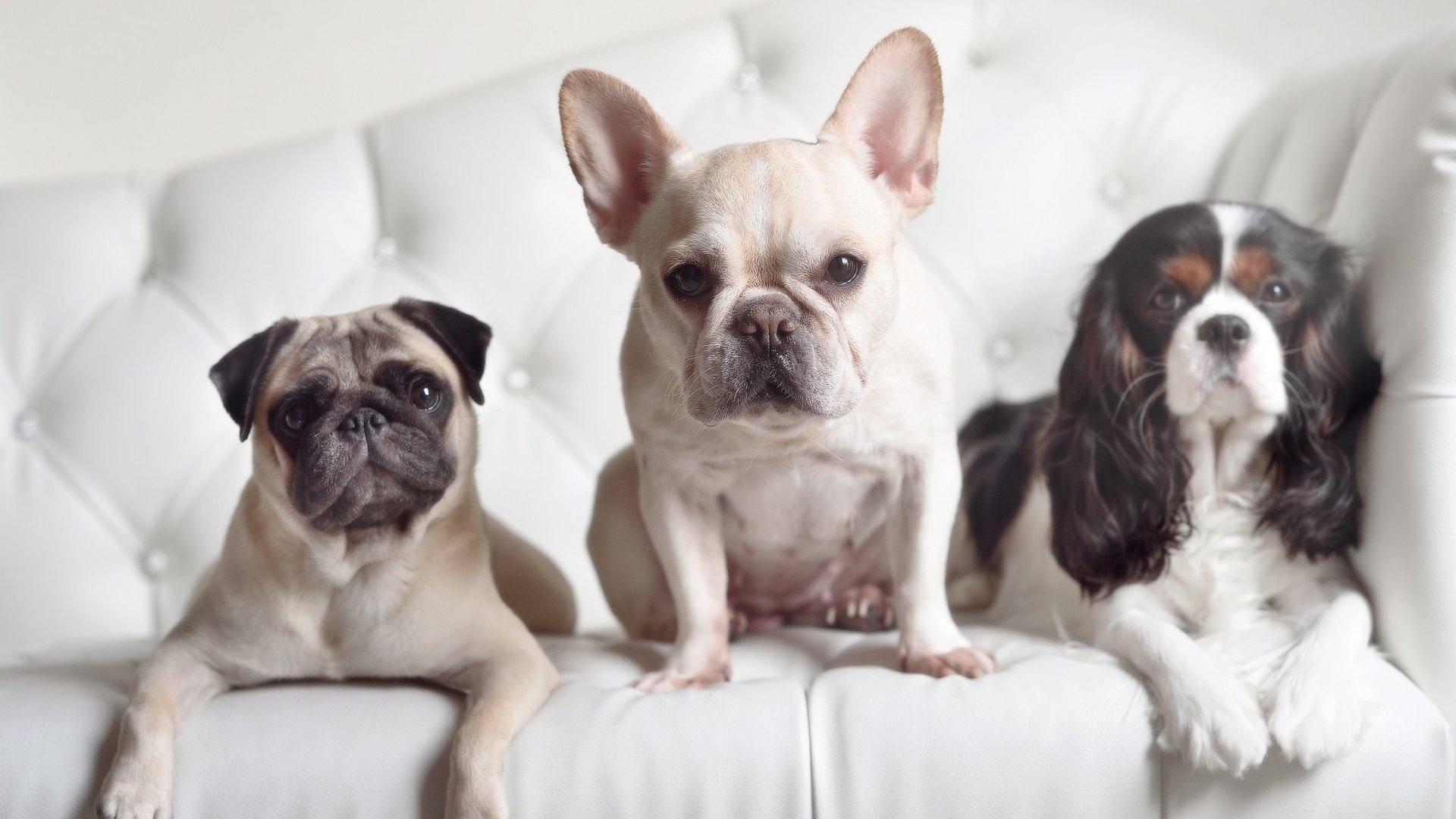 伊朗联赛球队战术创新,伊朗球队如何