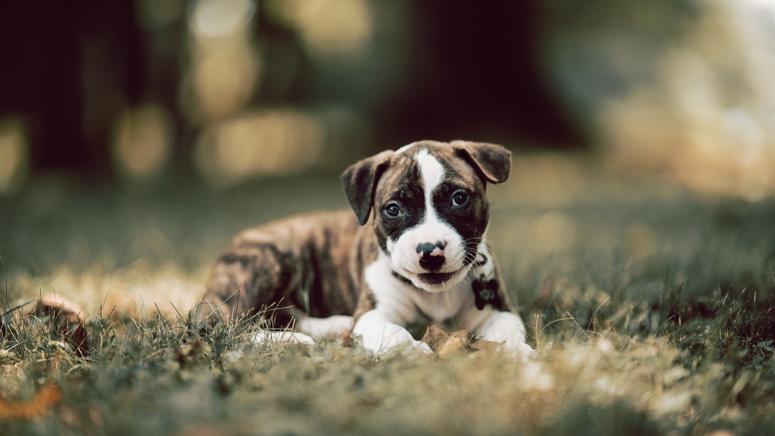 爱游戏在线登录入口-佩纳罗尔主帅战术调整，佩纳罗尔对巴拉纳竞技