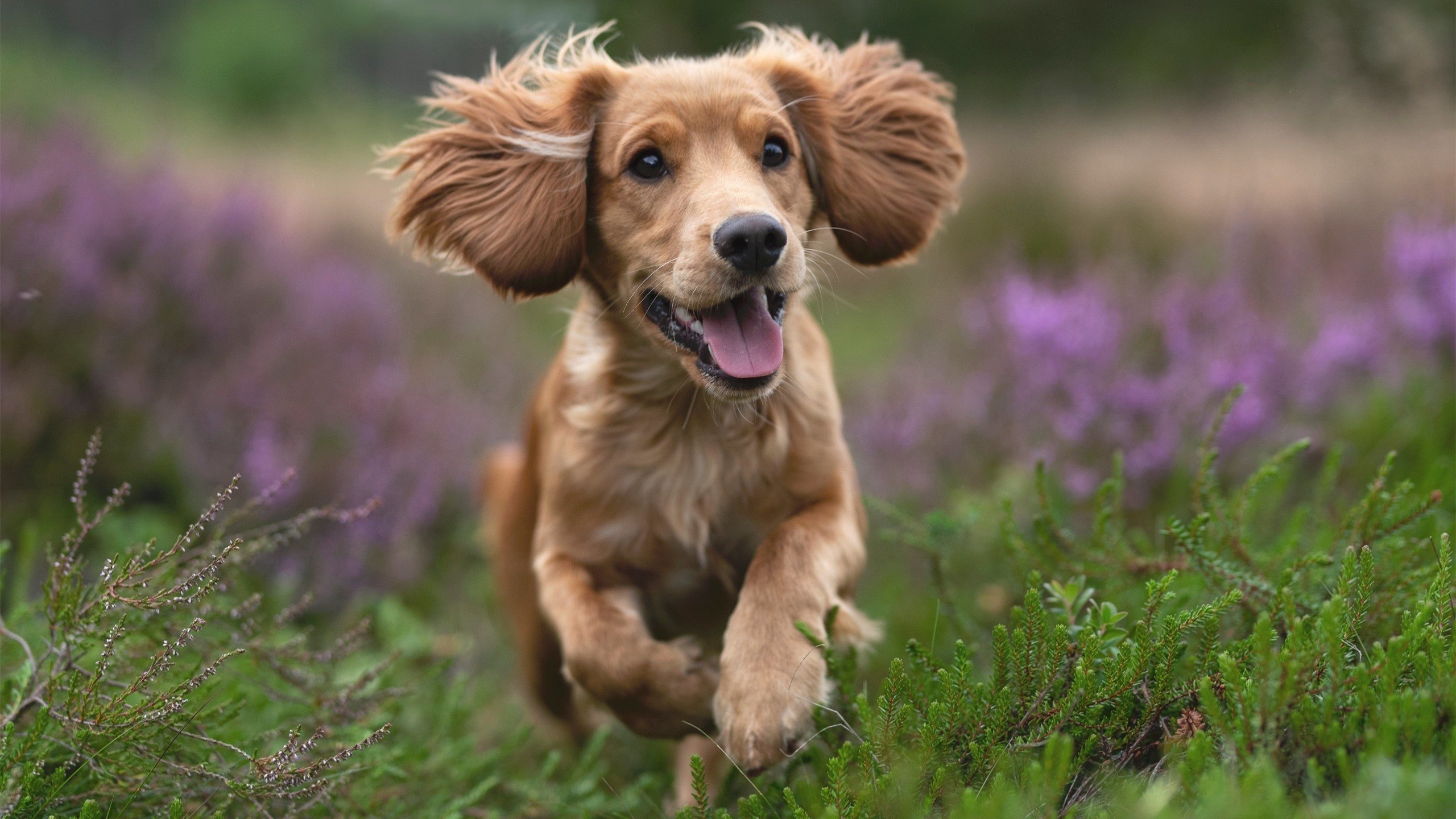 利雅得新月外援组合大放异彩,利雅得新月球衣品牌