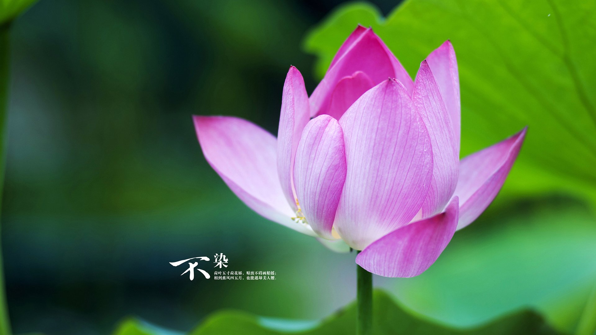 AYX官网-大连人马威风长驻，击败亚洲强队，大连人俱乐部官方微博新闻