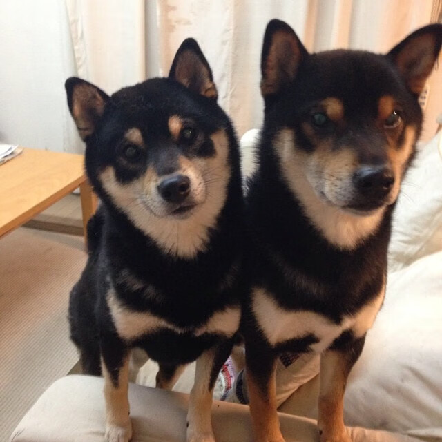 意甲经典对决即将上演,球迷翘首期待,意甲经典对决即将上演,球迷翘首期待