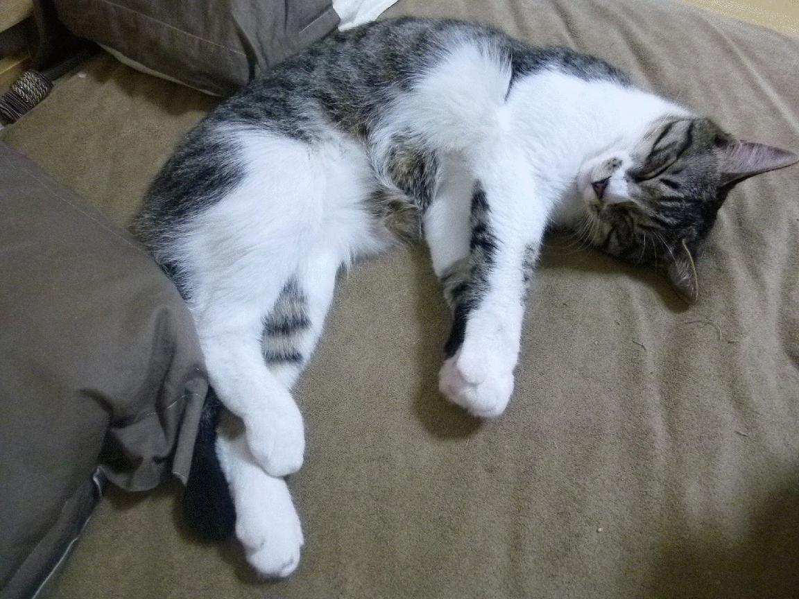 曼城主场力克布莱顿,重回胜轨,曼城遭布莱顿逆转