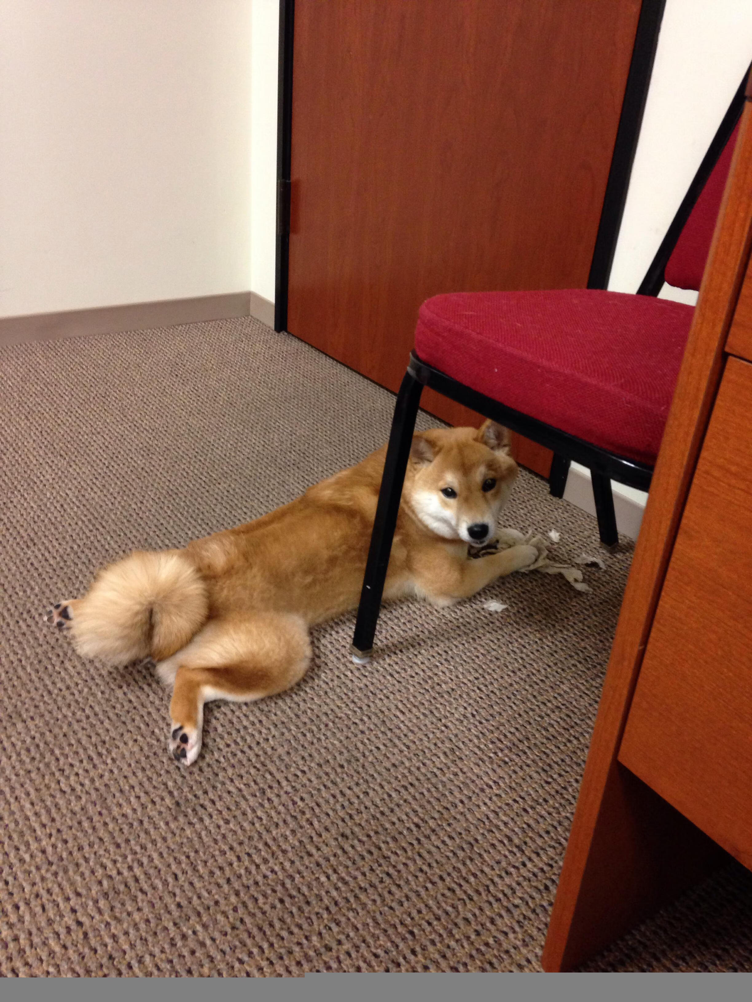 热刺1-0富勒姆,主场取胜,热刺对富勒姆首发