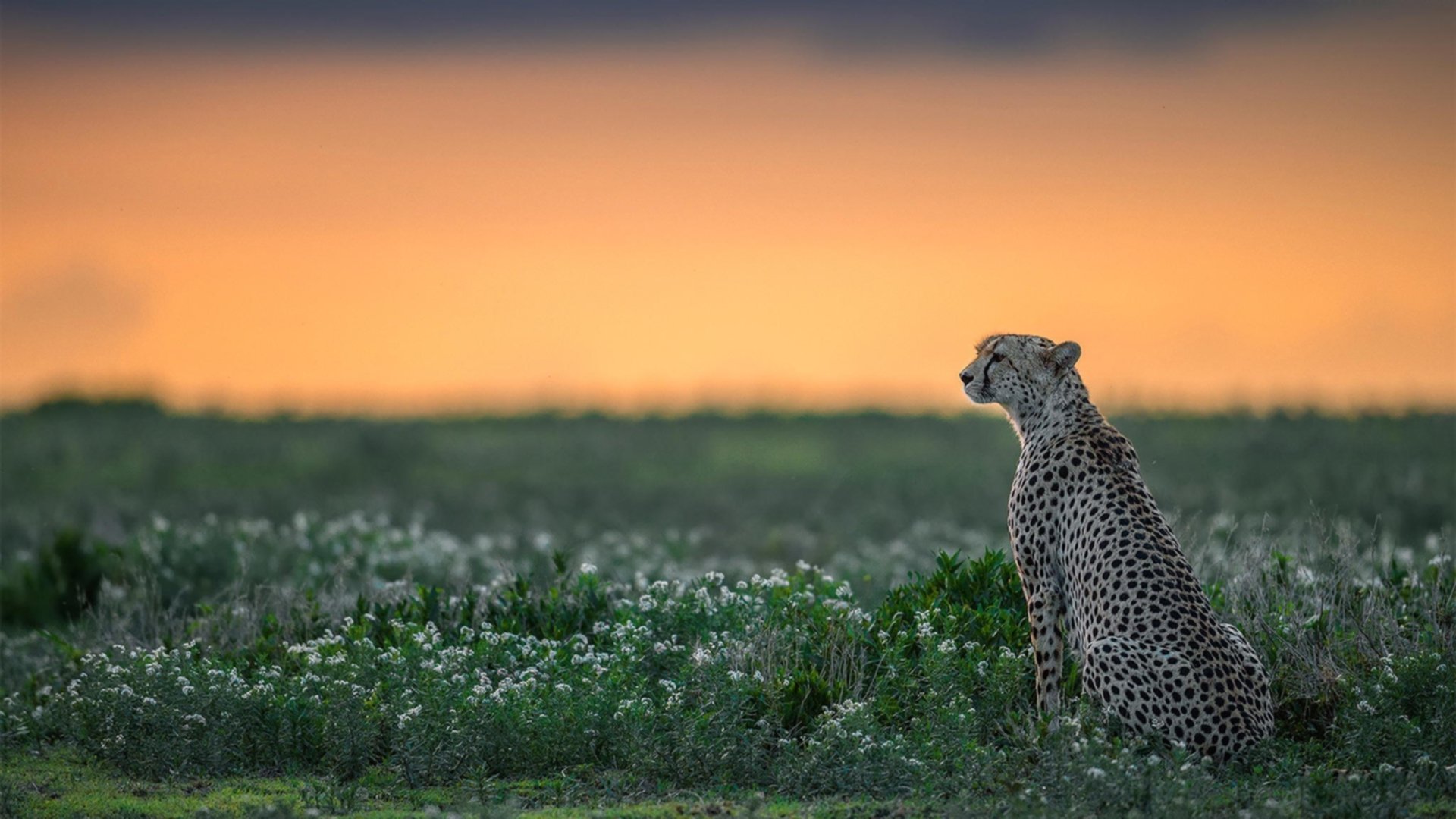 AYX体育-那不勒斯遭遇败绩，客场不敌对手，那不勒斯的球场叫什么