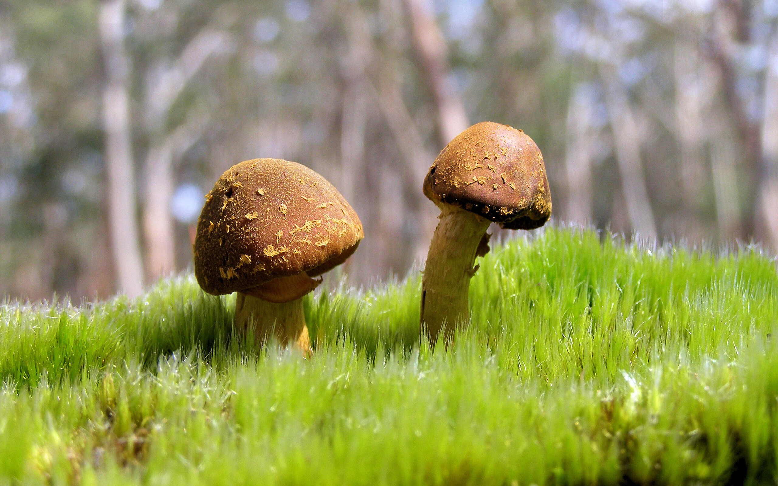 球场生态环保:绿色基地的实践探索,球场环境