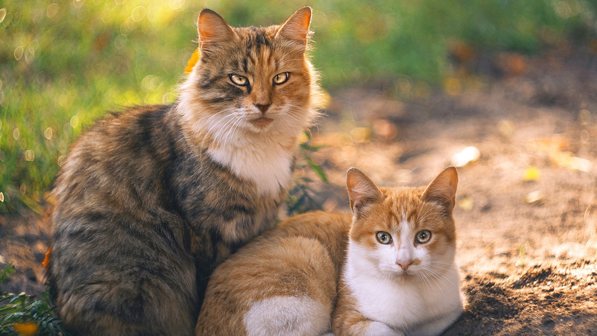 CBA赛事奖金提升 鼓励球员表现，cba球队奖金
