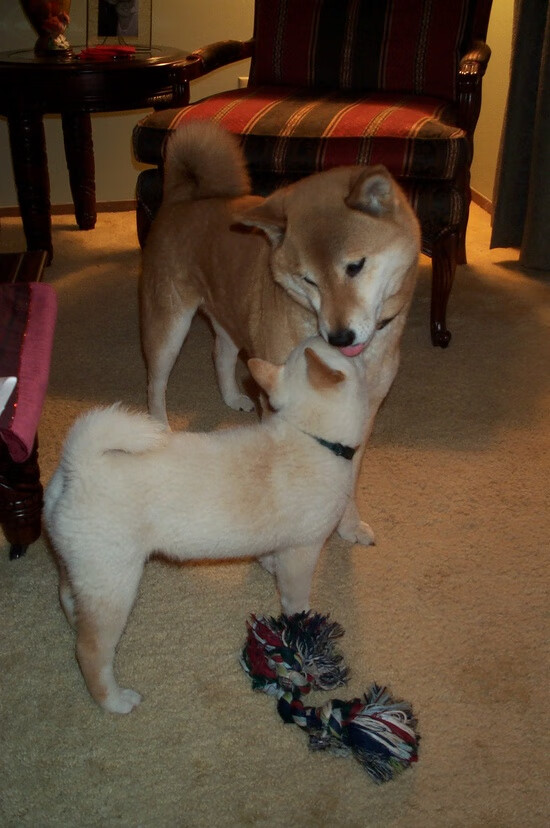 体育新闻中心推动体育赛事版权保护技术研究，体育赛事版权如何保护