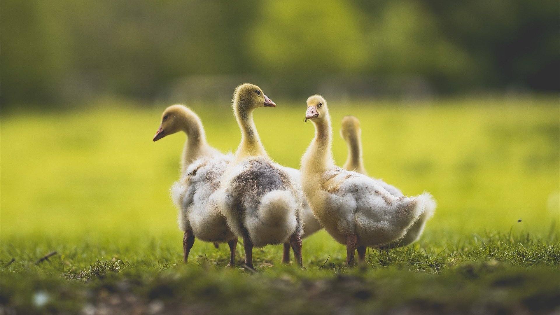 比赛关键时刻防守选择的心理博弈,比赛中有哪些防守战术