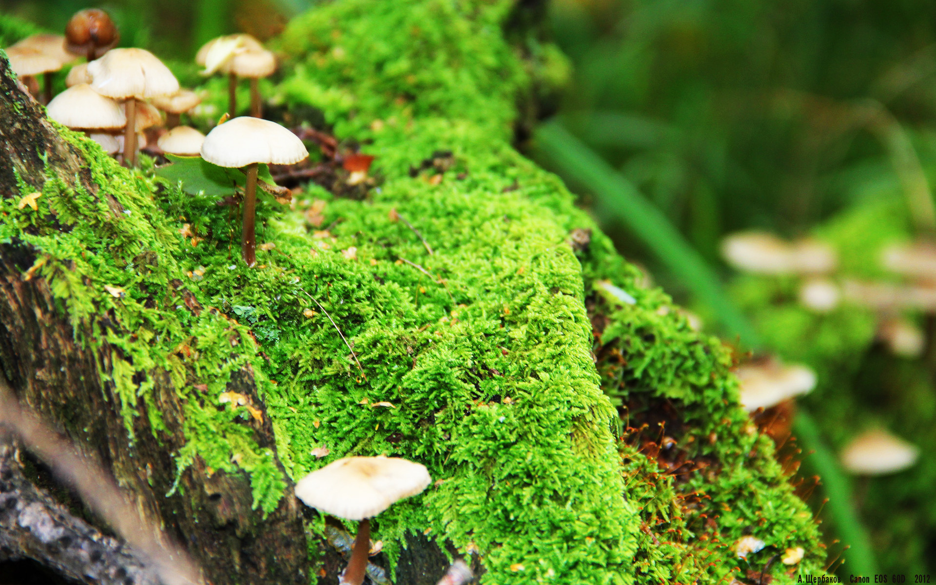 美洲杯明星演绎：炫技、拼搏、夺冠！，美洲杯巨星