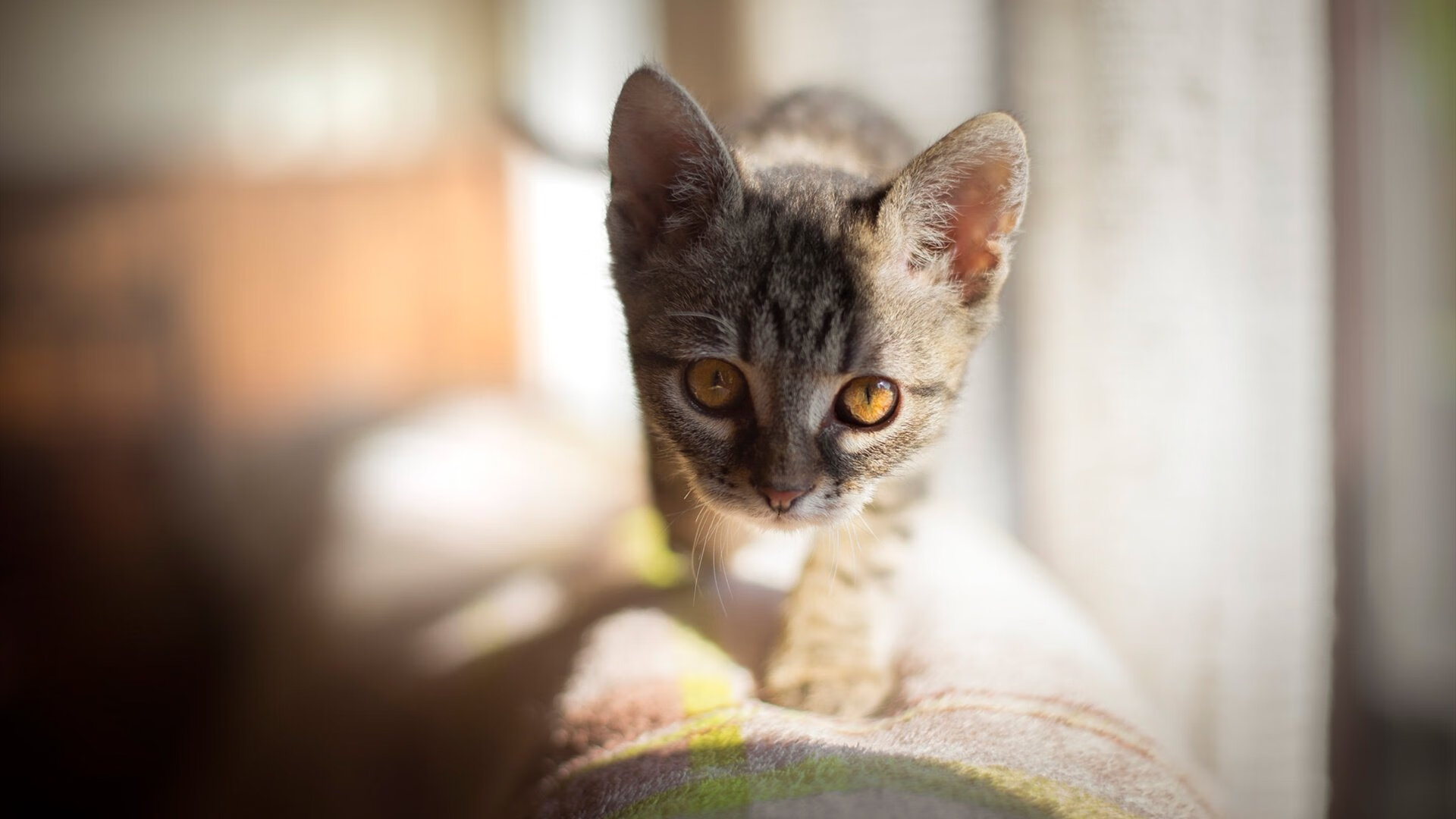 AYX体育官网-职业联赛注重提升裁判执法水平保障比赛公平公正，裁判执法能力