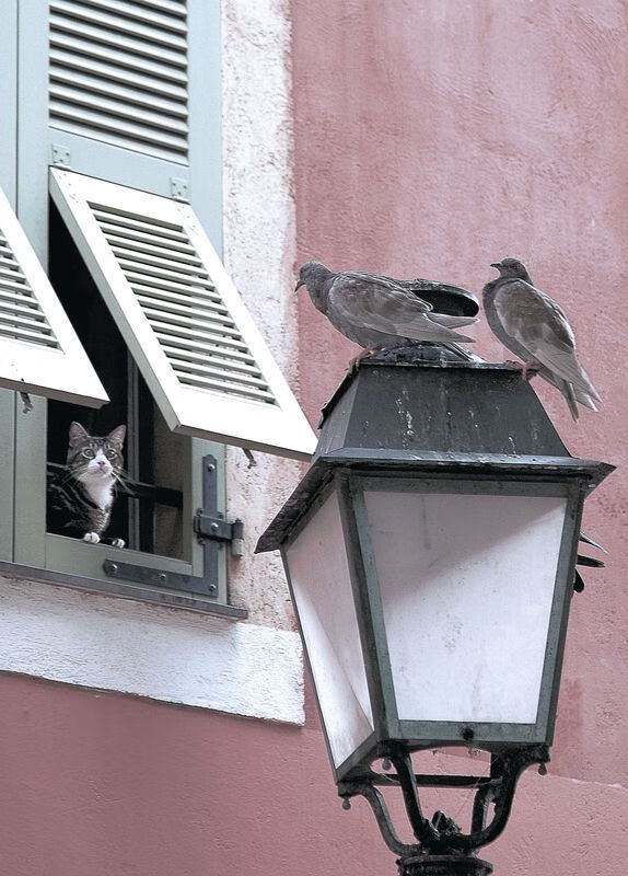 萨默·麦金托什稳扎稳打掌控比赛节奏,麦金托什的著名作品