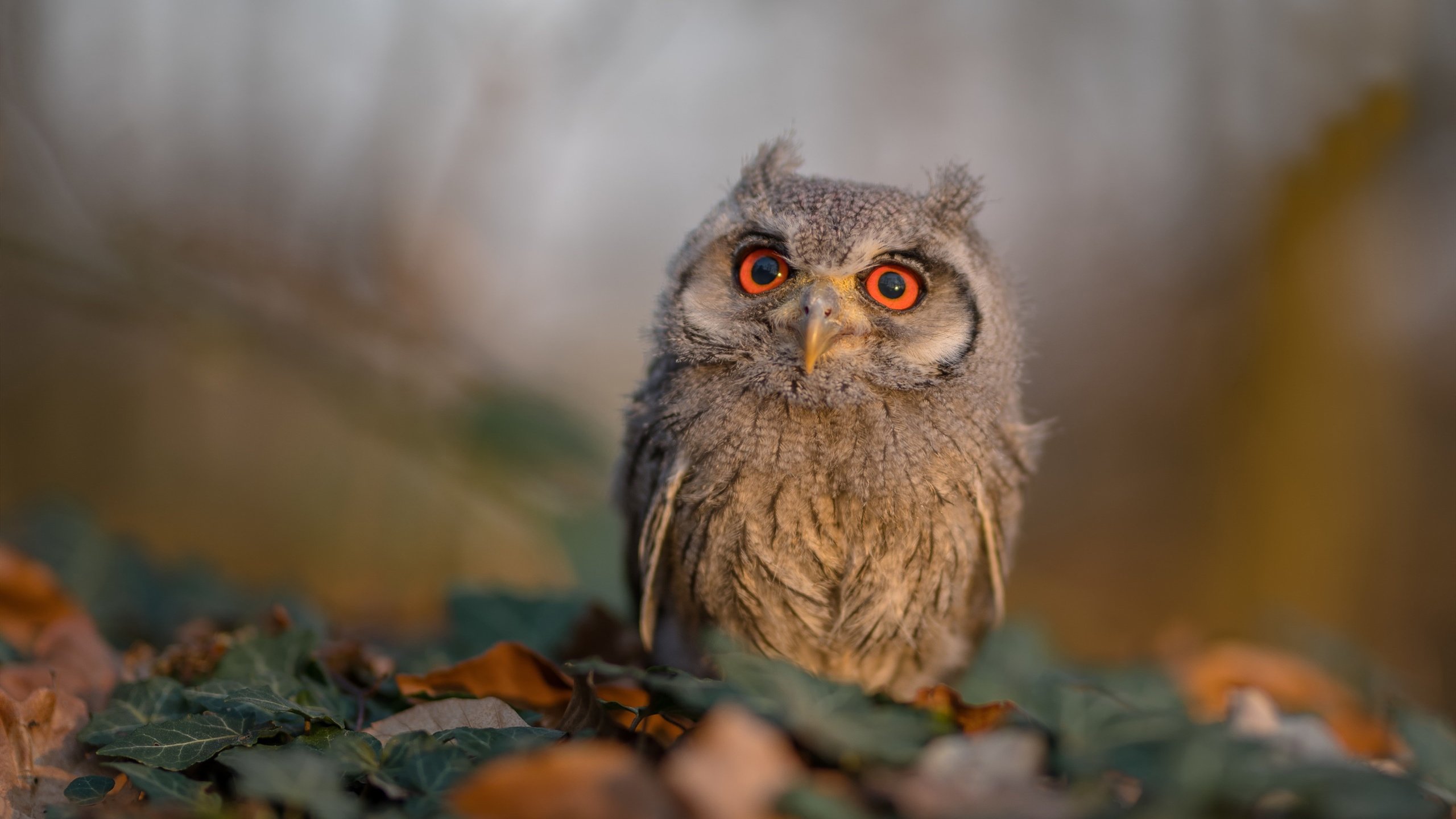 AYX GAME-足球联赛公平竞赛奖候选名单公布，足球联赛公平竞赛奖候选名单公布了吗